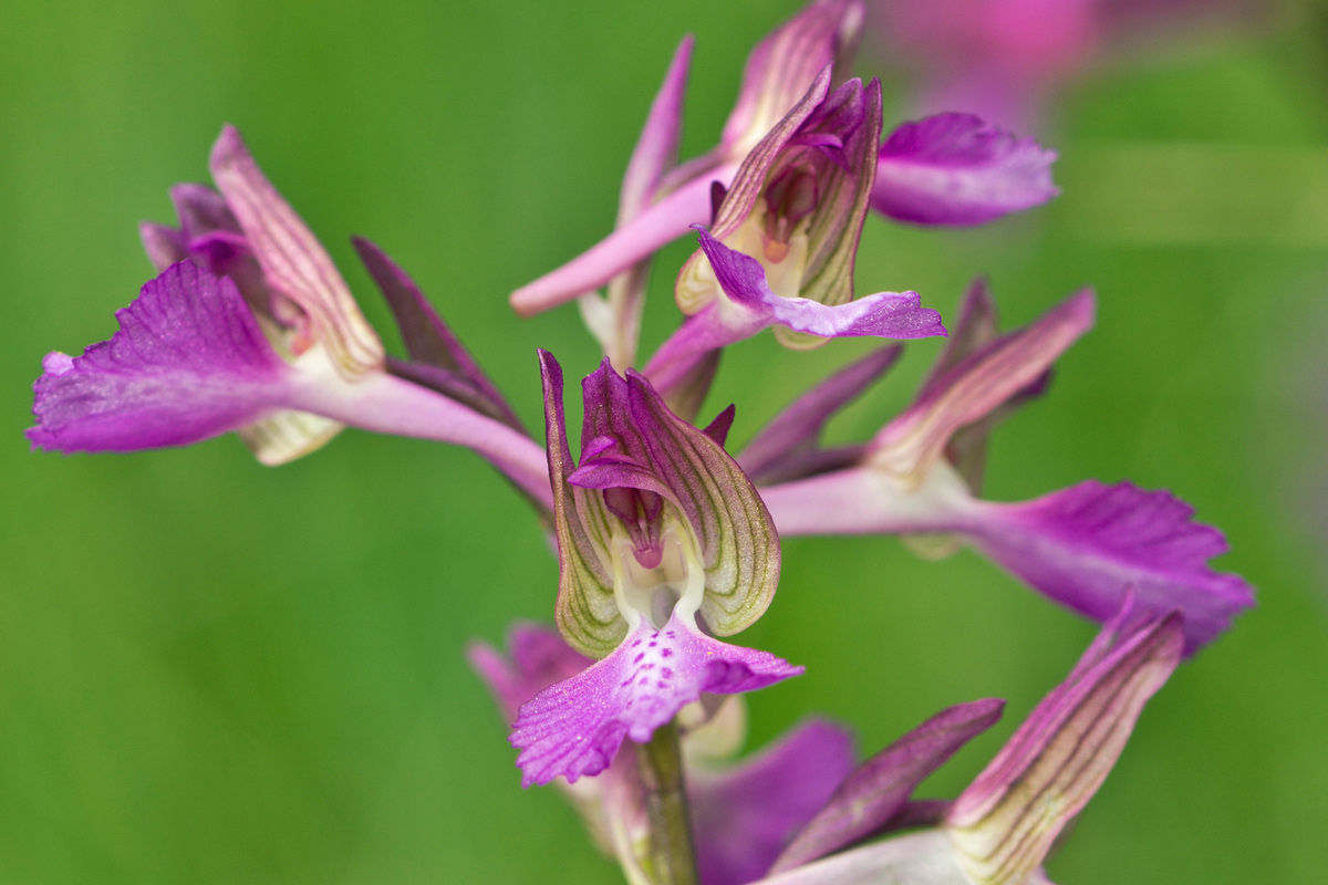 Anacamptis x gennarii (Rchb. F.) Kretz., Eccarius & Dietr.